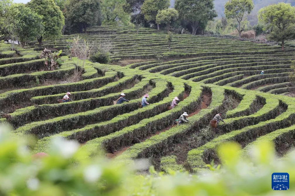 2026年春茶季茶山实况 - 黑料